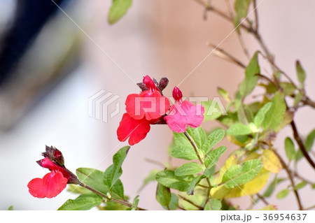 東京都三鷹市の植物 三鷹中原に咲くサルビアミクロフィラ 東京都三鷹市の植物 三鷹中原に咲くサルビアミクロフィラ 36954637