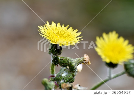 東京都三鷹市の植物 三鷹中原に咲くノゲシ 東京都三鷹市の植物 三鷹中原に咲くノゲシ 36954917