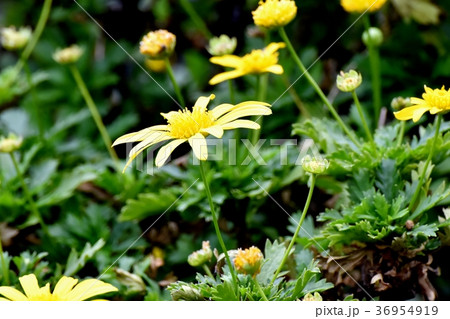 東京都三鷹市の植物 三鷹中原に咲くマーガレットコスモス 東京都三鷹市の植物 三鷹中原に咲くマーガレットコスモス 36954919