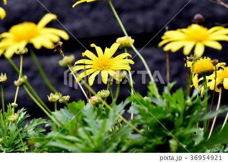 東京都三鷹市の植物 三鷹中原に咲くマーガレットコスモス 36954921