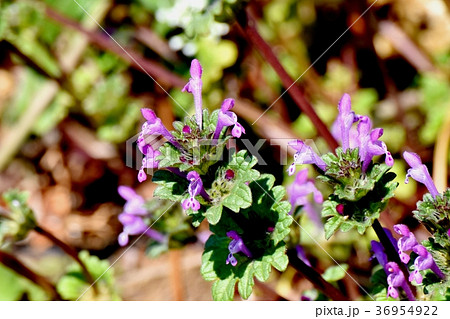 東京都三鷹市の植物 三鷹中原に咲くホトケノザ 36954922