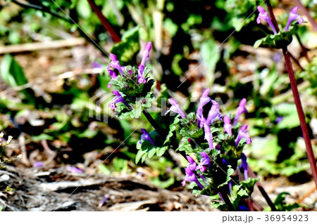 東京都三鷹市の植物 三鷹中原に咲くホトケノザ 36954923