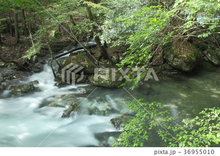 秋の赤西渓谷 36955010