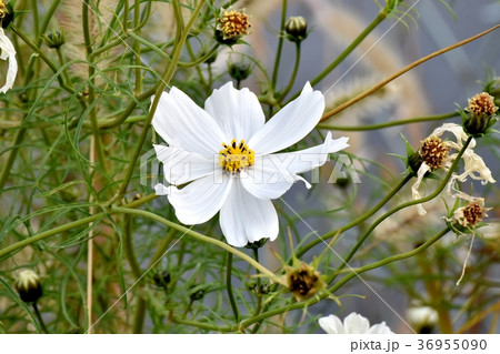東京都三鷹市の植物 三鷹中原に咲くコスモス 東京都三鷹市の植物 三鷹中原に咲くコスモス 36955090
