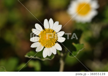 リュウノウギク 36955139