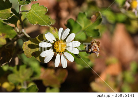 リュウノウギク 36955141