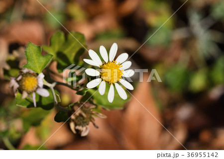 リュウノウギク 36955142