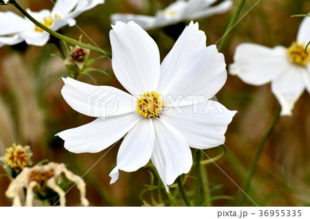 東京都三鷹市の植物 三鷹中原に咲くコスモス 36955335