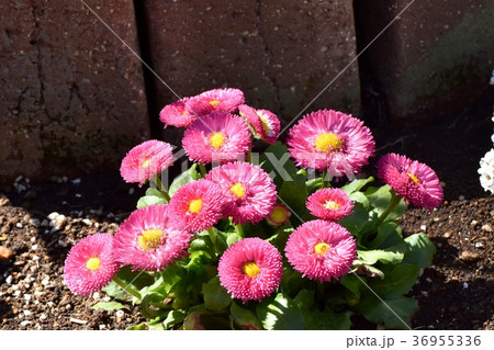 東京都三鷹市の植物 三鷹中原に咲くデイジー 36955336