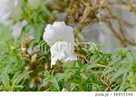 東京都三鷹市の植物 三鷹中原に咲くキンギョソウ 36955340