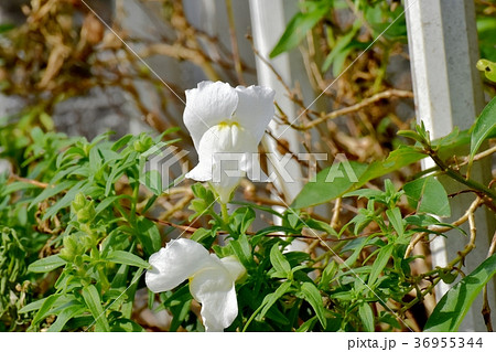 東京都三鷹市の植物 三鷹中原に咲くキンギョソウ 36955344