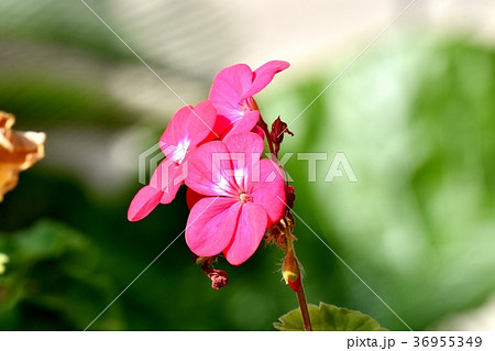 東京都三鷹市の植物 三鷹中原に咲くゼラニウム 36955349