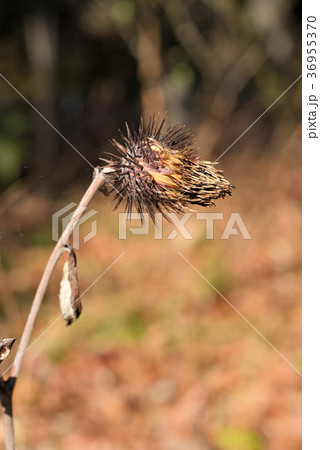 オヤマボクチ_枯れ 36955370