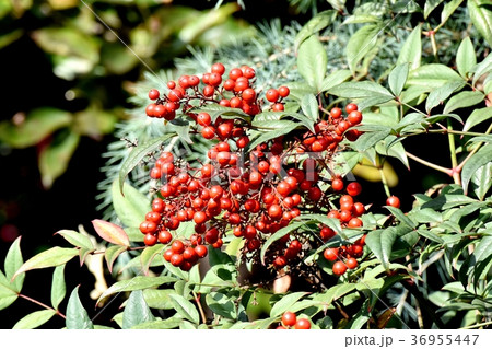 東京都三鷹市の植物 三鷹中原になるナンテン 36955447