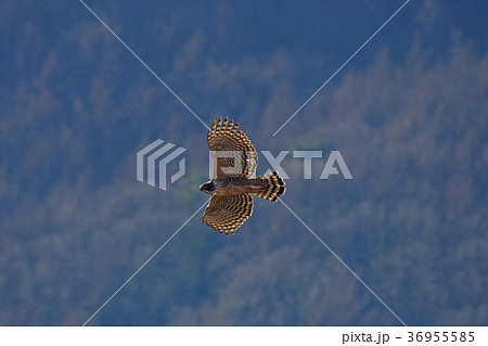 クマタカ飛翔 クマタカ飛翔 36955585