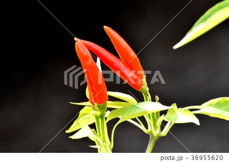東京都三鷹市の植物 三鷹中原になる赤トウガラシ 東京都三鷹市の植物 三鷹中原になる赤トウガラシ 36955620