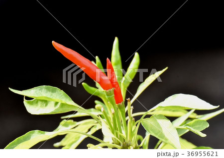 東京都三鷹市の植物 三鷹中原になる赤トウガラシ 36955621