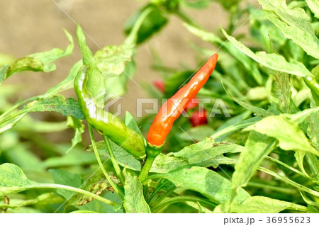 東京都三鷹市の植物 三鷹中原になる赤トウガラシ 36955623