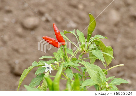 東京都三鷹市の植物 三鷹中原になる赤トウガラシ 36955624