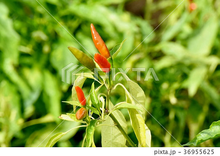 東京都三鷹市の植物 三鷹中原になる赤トウガラシ 東京都三鷹市の植物 三鷹中原になる赤トウガラシ 36955625
