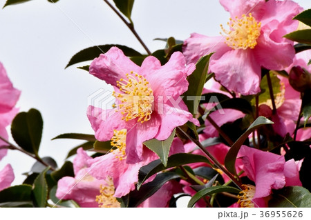 東京都三鷹市の植物 三鷹中原に咲くヤブツバキ 36955626