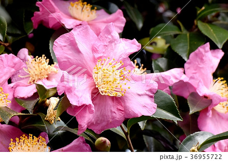 東京都三鷹市の植物 三鷹中原に咲くヤブツバキ 36955722