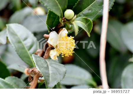 東京都三鷹市の植物 三鷹中原に咲くチャノキの花 36955727