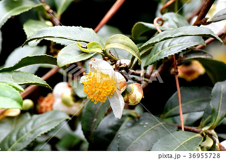 東京都三鷹市の植物 三鷹中原に咲くチャノキの花 東京都三鷹市の植物 三鷹中原に咲くチャノキの花 36955728
