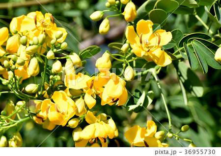 東京都三鷹市の植物 三鷹中原に咲くコバノセンナ 36955730