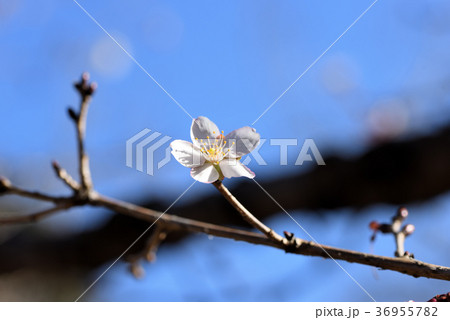 冬桜 冬桜 36955782