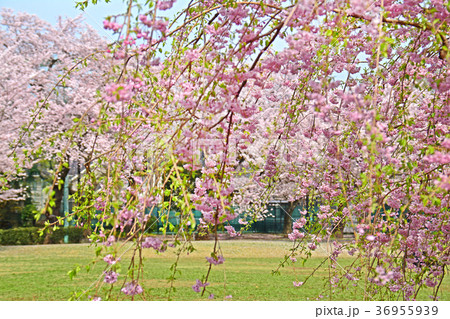 東京都杉並区浜田山　柏の宮公園のしだれ桜 36955939