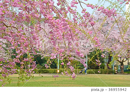 東京都杉並区浜田山 柏の宮公園のしだれ桜 東京都杉並区浜田山 柏の宮公園のしだれ桜 36955942