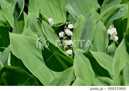 東京都三鷹市の植物 三鷹中原に咲くスズラン 36955966