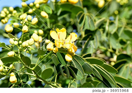 東京都三鷹市の植物 三鷹中原に咲くコバノセンナ 36955968