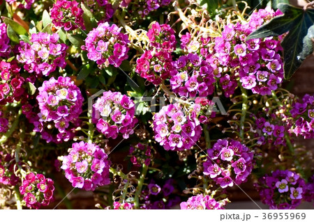 東京都三鷹市の植物 三鷹中原に咲くアリッサム 36955969