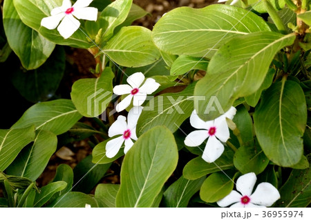 東京都三鷹市の植物 三鷹中原に咲くニチニチソウ 36955974