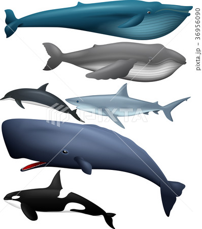 Illustration of fish collection 36956090