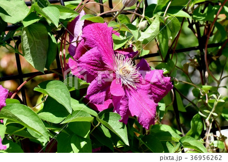 東京都三鷹市の植物 三鷹中原に咲くクレマチス赤紫 36956262