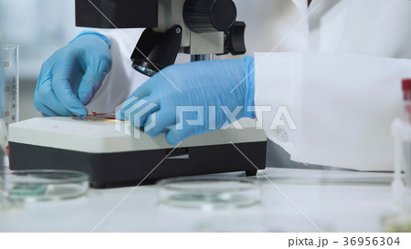 Professional bacteriologist putting blood sample Professional bacteriologist putting blood sample 36956304
