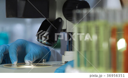 Scientist putting sample slide under microscope Scientist putting sample slide under microscope 36956351