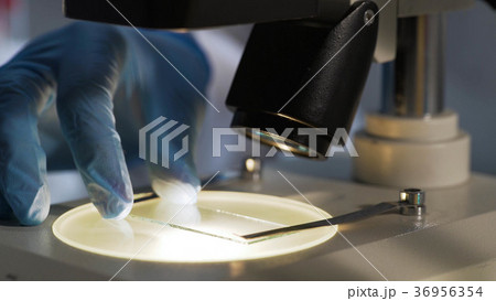 Medical research, scientist viewing material Medical research, scientist viewing material 36956354