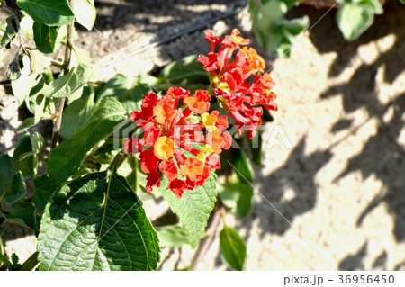 東京都三鷹市の植物 三鷹中原に咲くランタナ 東京都三鷹市の植物 三鷹中原に咲くランタナ 36956450