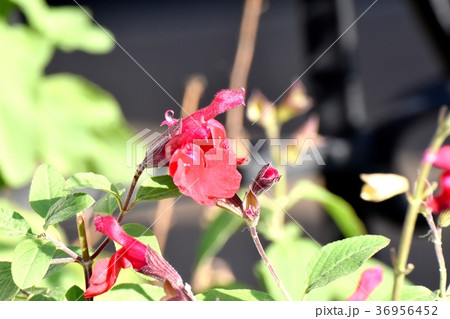 東京都三鷹市の植物 三鷹中原に咲くサルビアミクロフィラ 東京都三鷹市の植物 三鷹中原に咲くサルビアミクロフィラ 36956452
