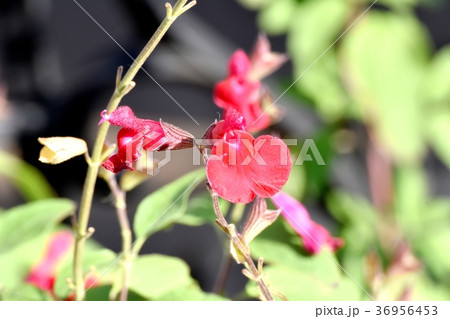 東京都三鷹市の植物 三鷹中原に咲くサルビアミクロフィラ 36956453
