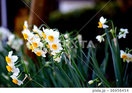 東京都三鷹市の植物 三鷹中原に咲くニホンスイセン 36956454