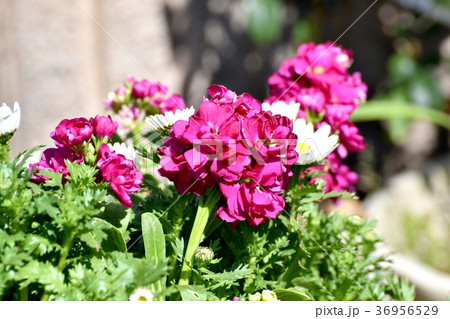 東京都三鷹市の植物 三鷹中原に咲くストック 東京都三鷹市の植物 三鷹中原に咲くストック 36956529