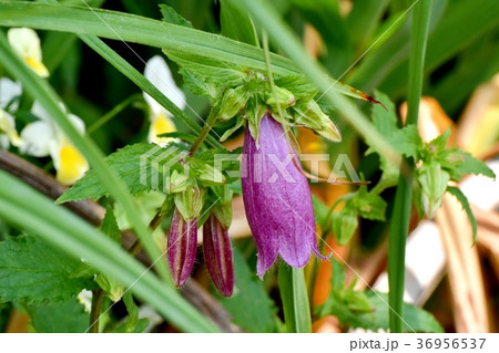 東京都三鷹市の植物 三鷹中原に咲くホタルブクロ 東京都三鷹市の植物 三鷹中原に咲くホタルブクロ 36956537