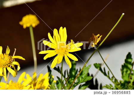 東京都三鷹市の植物 三鷹中原に咲くマーガレットコスモス 36956885