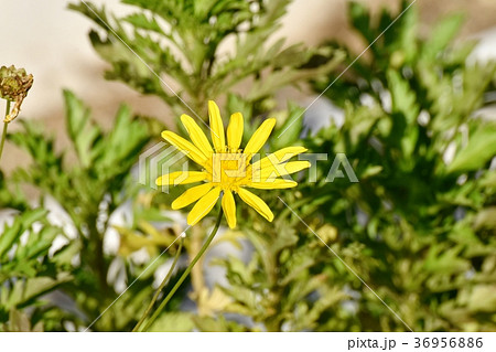 東京都三鷹市の植物 三鷹中原に咲くマーガレットコスモス 東京都三鷹市の植物 三鷹中原に咲くマーガレットコスモス 36956886