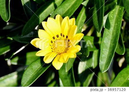 東京都三鷹市の植物 三鷹中原に咲くガザニア 36957120